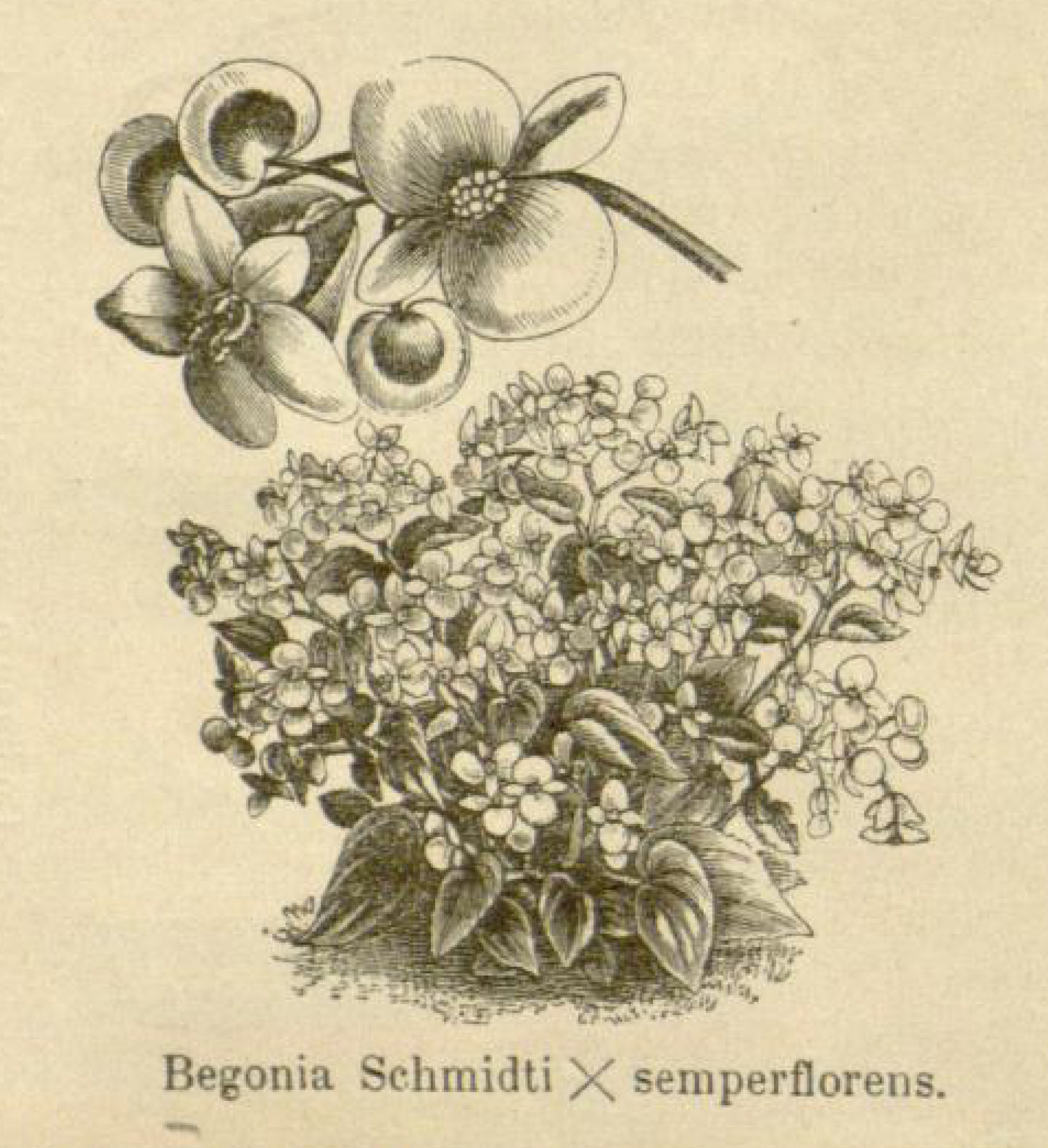 B. (Schmidti x semperflorens)